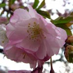 Prunus sargentii 'Allocade' - Berg-Kirsche