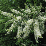 Prunus serotina - Spätblühende Traubenkirsche