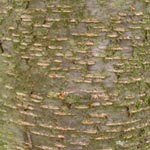 Prunus serotina - Späte Trauben-Kirsche