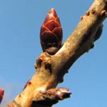 Prunus serrulata - Japanische Blüten-Kirsche