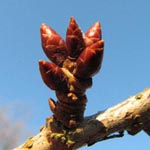 Prunus serrulata - Japanische Blüten-Kirsche