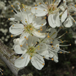 Prunus spinosa - Schlehe, Schwarzdorn