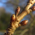 Prunus subhirtella - Schnee-Kirsche