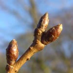 Prunus subhirtella - Schnee-Kirsche