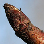 Pyrus communis - Birnbaum