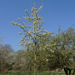 Pyrus communis - Birnbaum