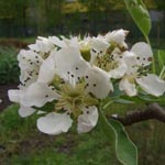 Pyrus communis - Birnbaum