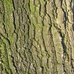 Quercus cerris - Zerr-Eiche