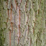 Quercus cerris - Zerr-Eiche
