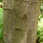 Quercus imbricaria - Schindel-Eiche