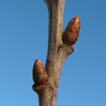 Quercus petraea - Trauben-Eiche