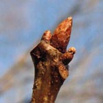 Quercus rubra - Rot-Eiche