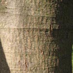 Quercus rubra - Rot-Eiche