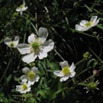 Ranunculus aconitifolius - Eisenhutblättriger Hahnenfuß