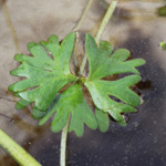 Ranunculus aquatilis - Gewöhnlicher Wasser-Hahnenfuß