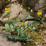 Ranunculus auricomus - Gold-Hahnenfuß