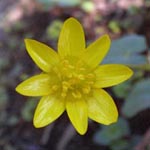 Ranunculus ficaria - Scharbockskraut