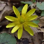 Ranunculus ficaria - Scharbockskraut