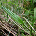 Ranunculus flammula - Brennender Hahnenfuß