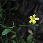 Ranunculus flammula - Brennender Hahnenfuß