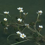 Ranunculus peltatus - Schild-Wasser-Hahnenfuß