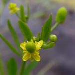 Ranunculus sceleratus - Gift-Hahnenfuß