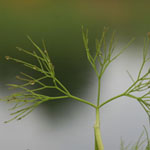 Ranunculus trichophyllus - Haarblättriger Wasser-Hahnenfuß