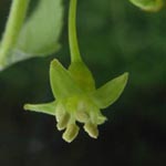 Rhamnus cathartica - Kreuzdorn