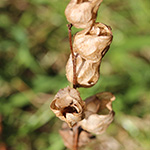 Rhinanthus minor - Kleiner Klappertopf