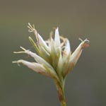 Rhynchospora alba - Weißes Schnabelried