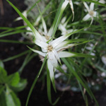 Rhynchospora colorata - Sternsumpfgras
