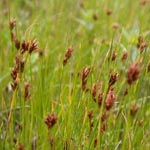 Rhynchospora fusca - Braunes Schnabelried