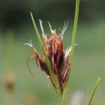 Rhynchospora fusca - Braunes Schnabelried