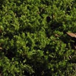 Rhytidiadelphus triquetrus