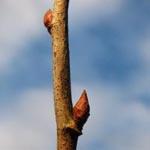 Ribes aureum - God-Johannisbeere