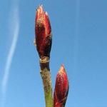 Ribes sanguineum - Blut-Johannisbeere