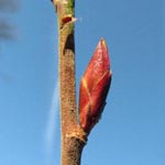 Ribes sanguineum - Blut-Johannisbeere