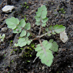 Rorippa palustris - Gewöhnliche Sumpfzypresse