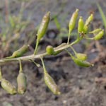 Rorippa palustris - Gewöhnliche Sumpfkresse