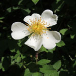 Rosa arvensis - Kriechende Rose