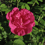 Rosa gallica 'Officinalis' - Apotheker-Rose