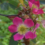 Rosa glauca - Rotblättrige Rose