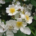 Rosa multiflora - Vielblütige Rose