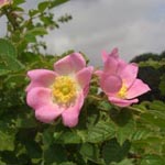 Rosa rubiginosa - Wein-Rose