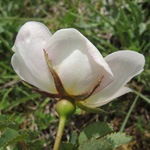 Rosa spinosissima - Bibernell-Rose