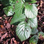 Rubus adornatoides - Schmuckartige Brombeere