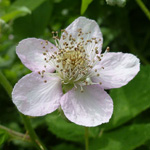 Rubus - Brombeeren (Bilderseite)