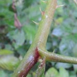 Rubus calvus - Kahlköpfige Haselblatt-Brombeere