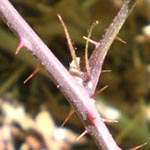 Rubus camptostachys - Bewimperte Haselblatt-Brombeere