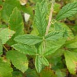 Rubus canescens - Filz-Brombeere